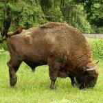 Bialowieza Primeval forest European Bison / Rezerwat Pokazowy �ubr�w w Bia�owie�y
