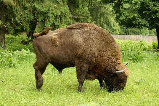 Bialowieza Primeval forest European Bison / Rezerwat Pokazowy ubrw w Biaowiey