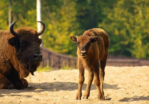 Bialowieza Primeval forest European Bison / Rezerwat Pokazowy ubrw w Biaowiey